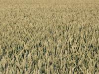 澳客网官方网-非洲国家推动农业现代化进程，塑造绿色未来